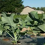 Farm stay Fiorella *