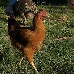 Fiorella Farm stay *