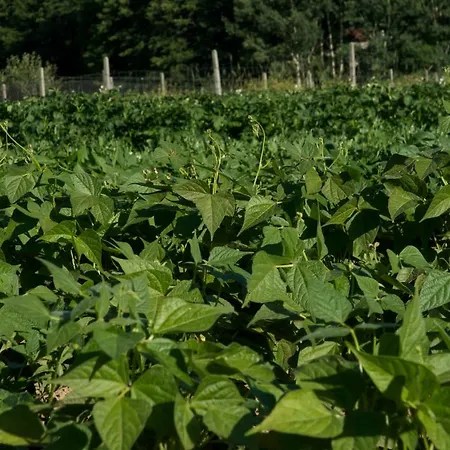 Fiorella Camigliatello Silano