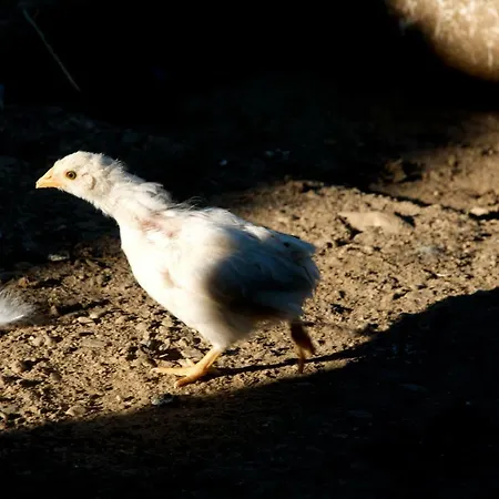 Séjour à la ferme Fiorella