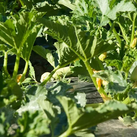 Fiorella Farm stay