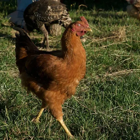 Fiorella Séjour à la ferme *