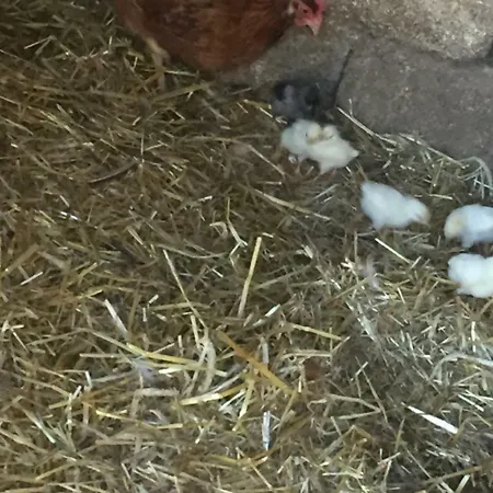 Farm stay Fiorella