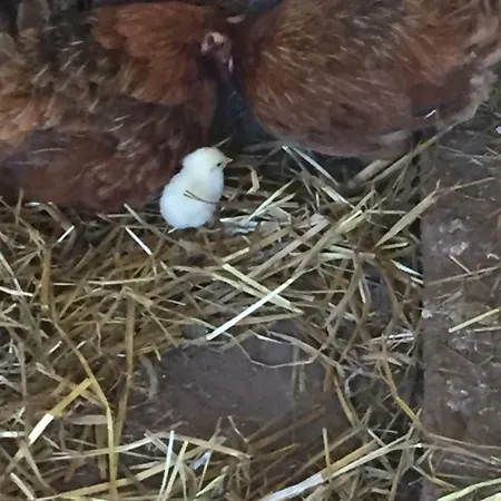 Fiorella Séjour à la ferme Camigliatello Silano