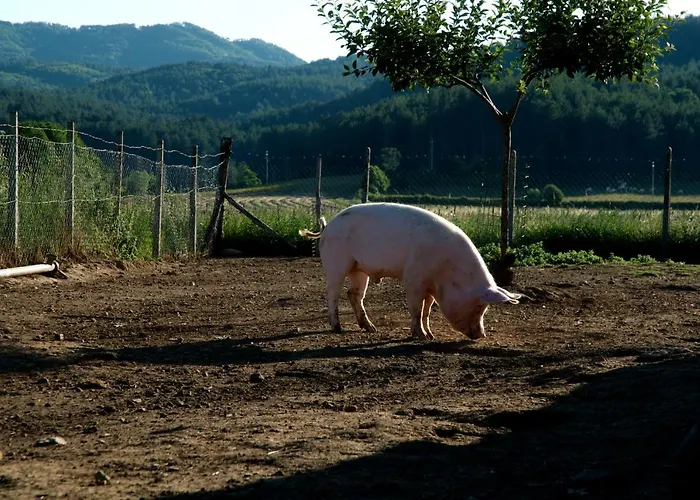 Alloggio per agriturismo Fiorella Camigliatello Silano