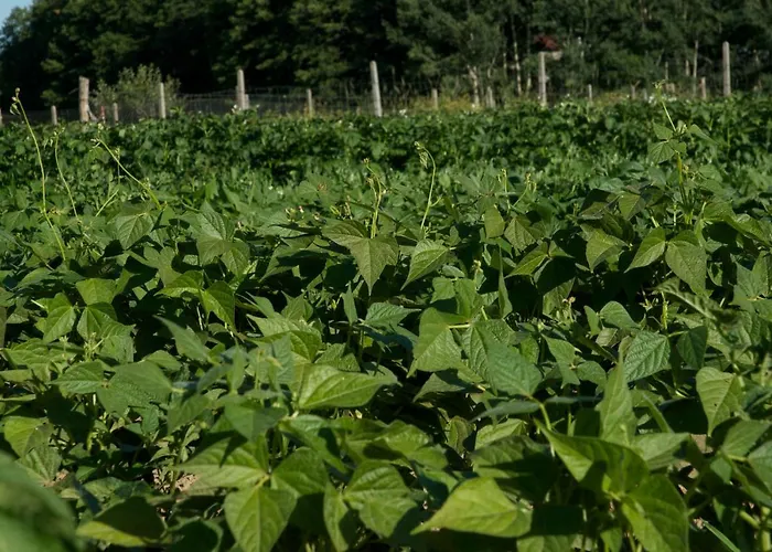 Fiorella Camigliatello Silano