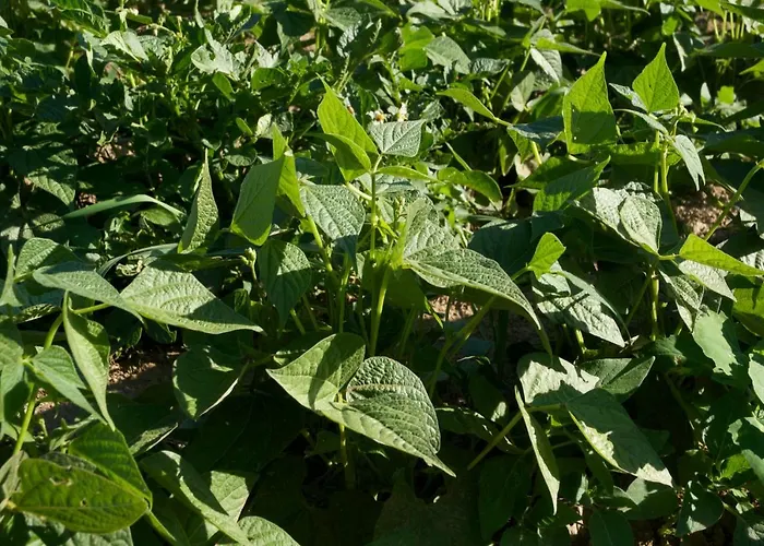 Alloggio per agriturismo Fiorella Camigliatello Silano