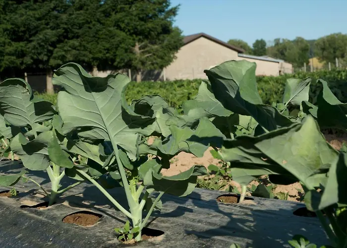 Feriegård Fiorella *