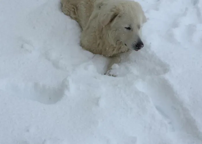 Fiorella * Camigliatello Silano