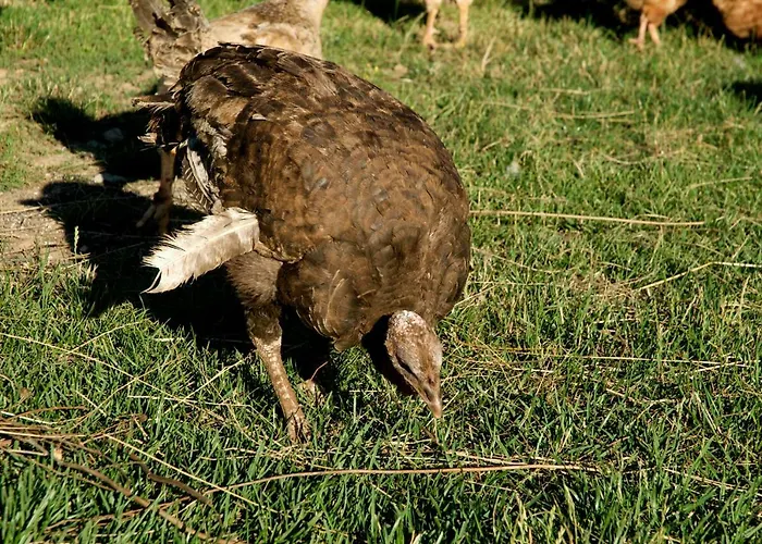 Fiorella * Camigliatello Silano