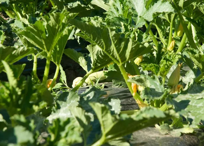 Fiorella Alloggio per agriturismo