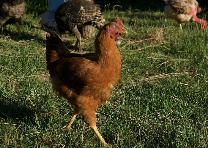 Fiorella Alloggio per agriturismo *