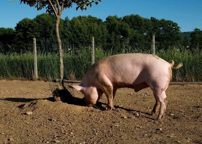 Fiorella * Camigliatello Silano