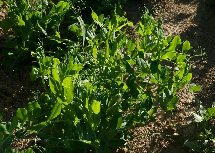 Alloggio per agriturismo Fiorella *