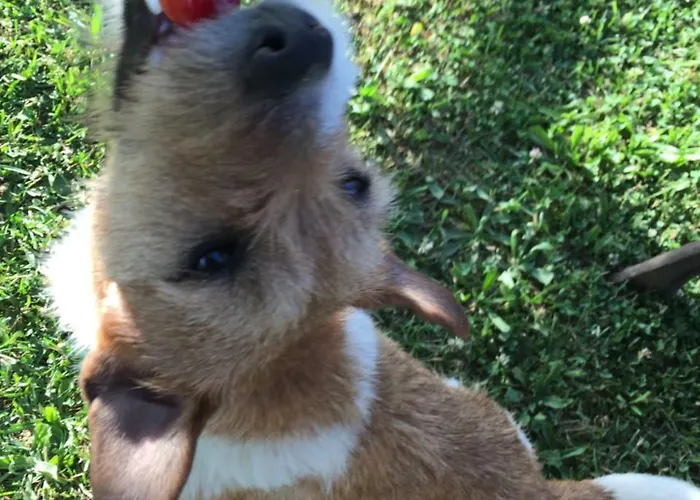 Fiorella Camigliatello Silano