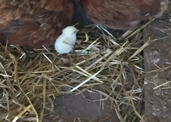 Fiorella Alloggio per agriturismo Camigliatello Silano